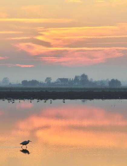 Tramonto sereno su lago con uccello solitario e cielo dai colori pastello.